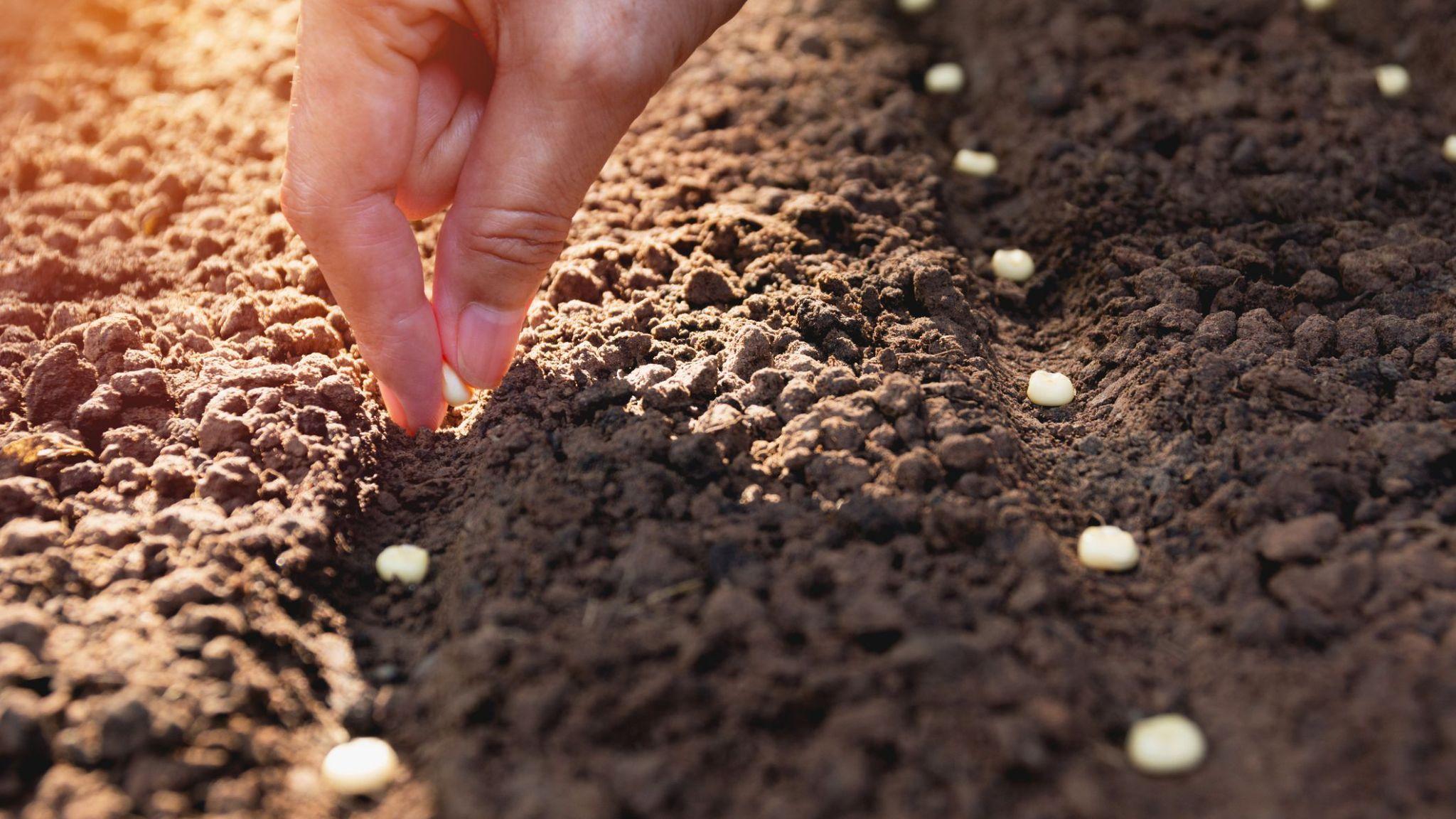 high-quality-seeds